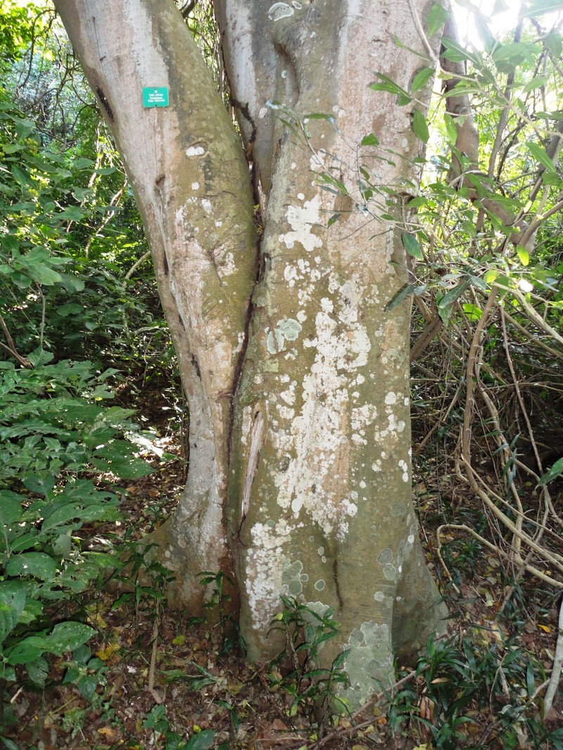 Celtis africana photo 3