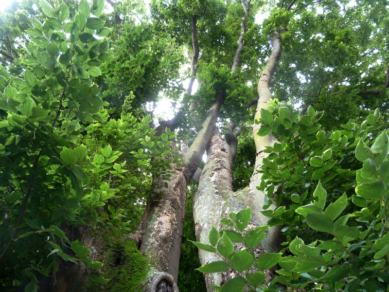 Celtis africana photo 4