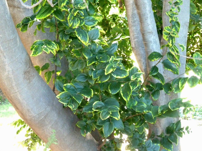 Celtis africana photo 5