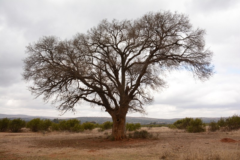 Celtis africana photo 6