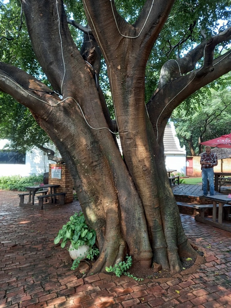 Celtis africana photo 7