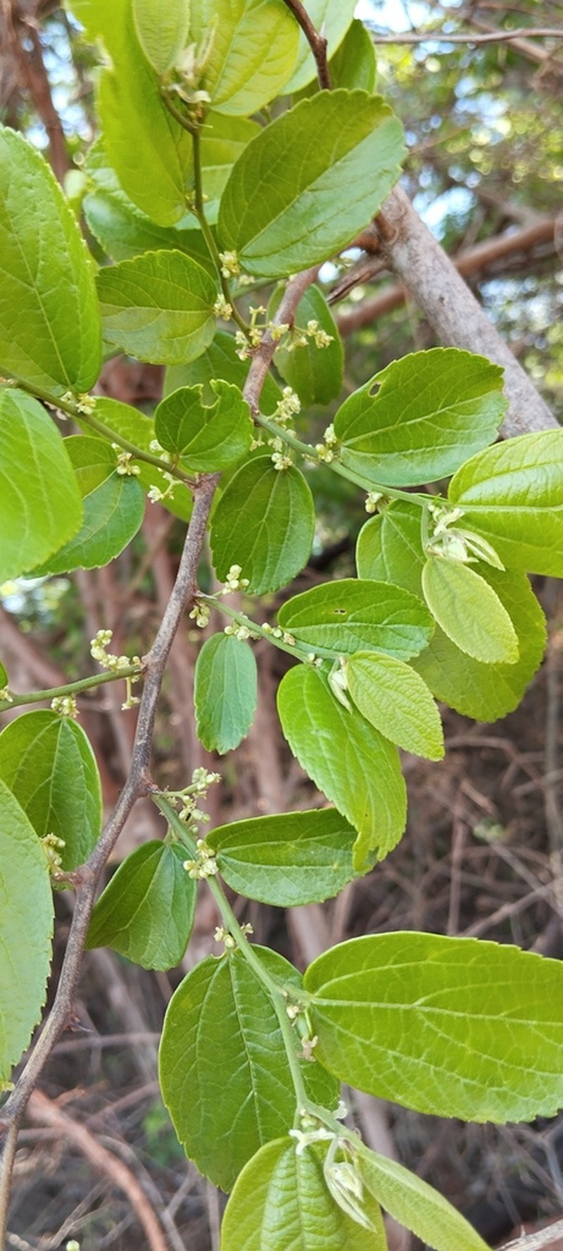 Celtis alnifolia