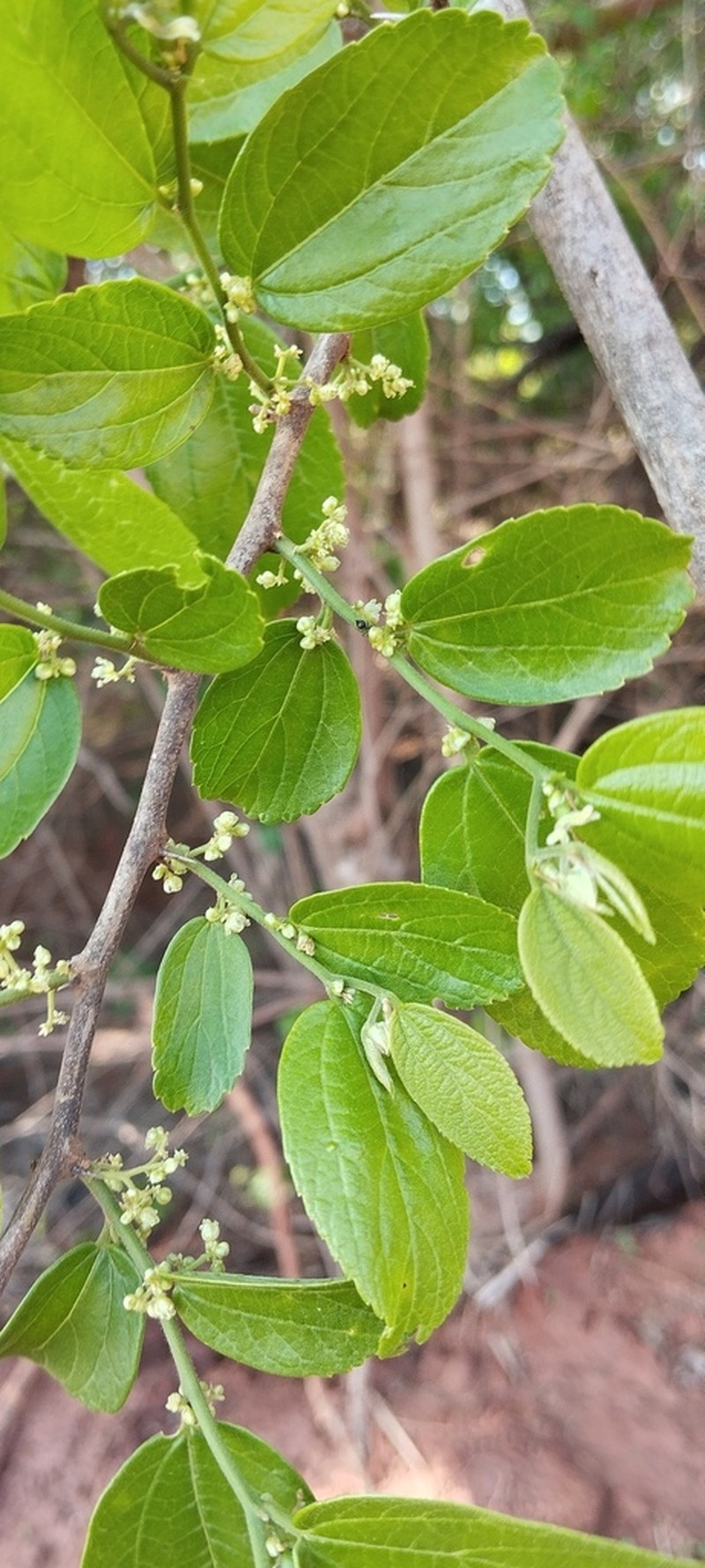 Celtis alnifolia photo 2