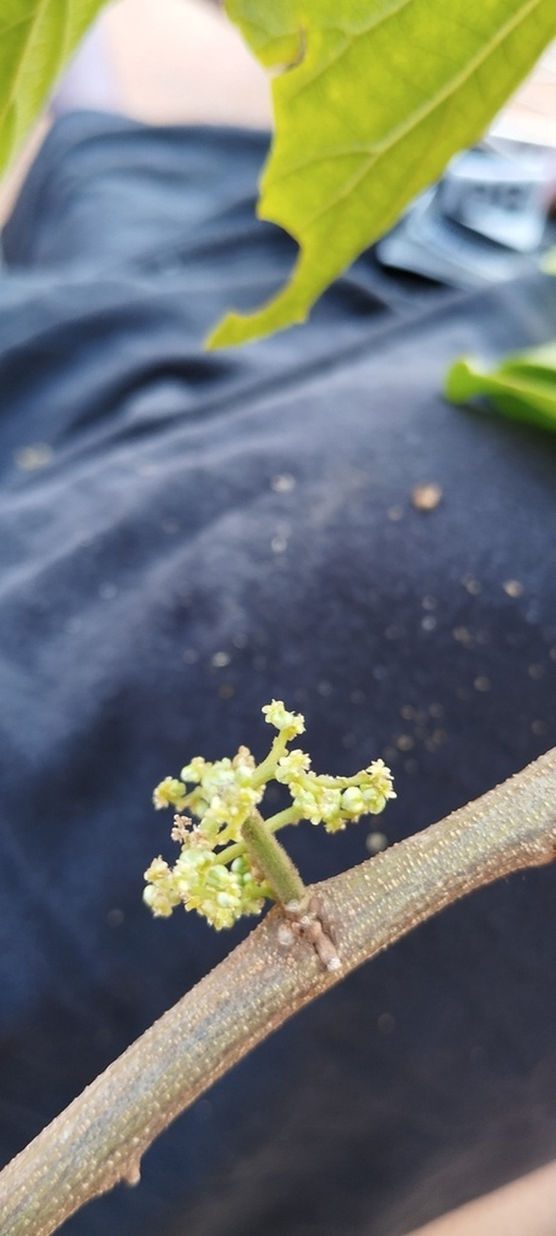 Celtis alnifolia photo 3