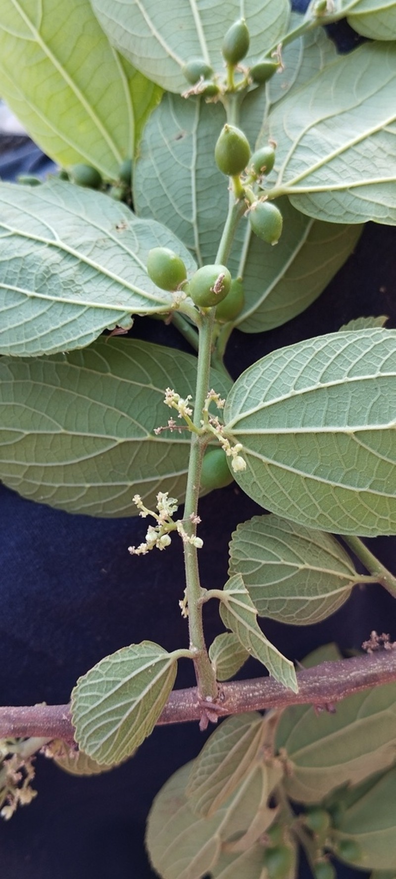 Celtis alnifolia photo 4
