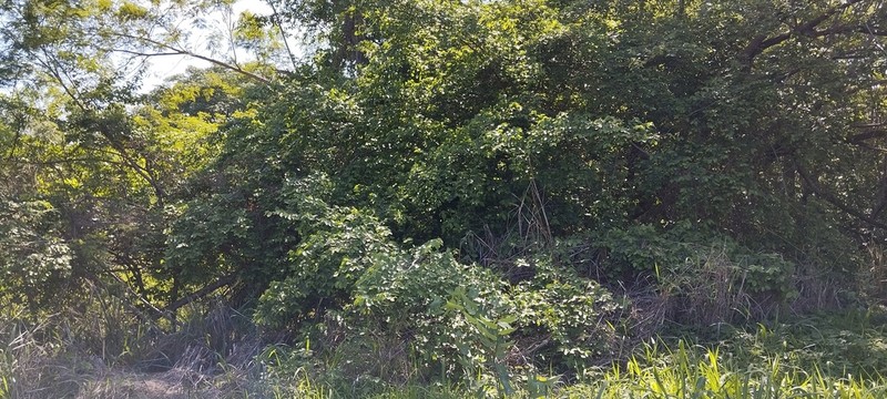 Celtis alnifolia photo 5