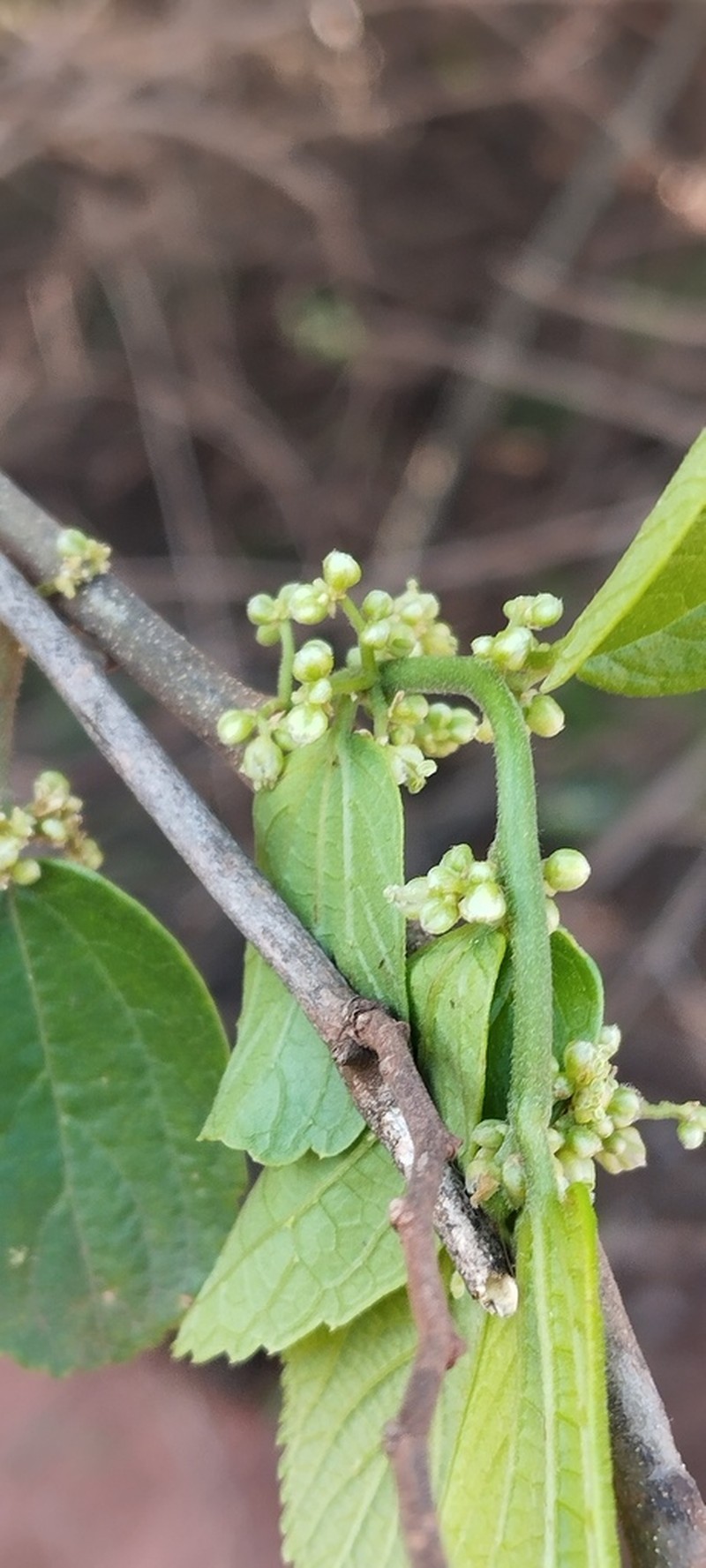 Celtis alnifolia photo 6