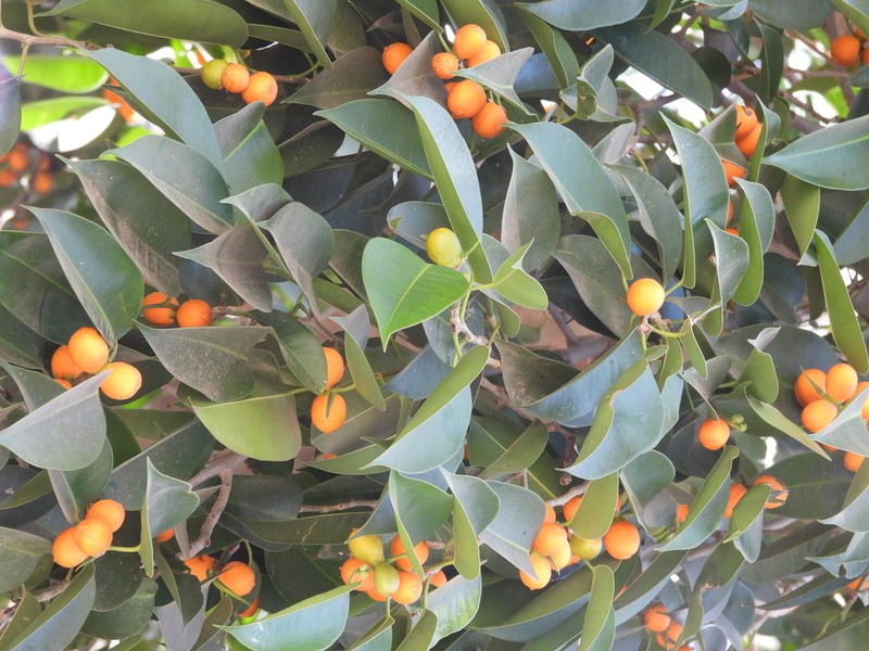 Celtis alnifolia photo 7