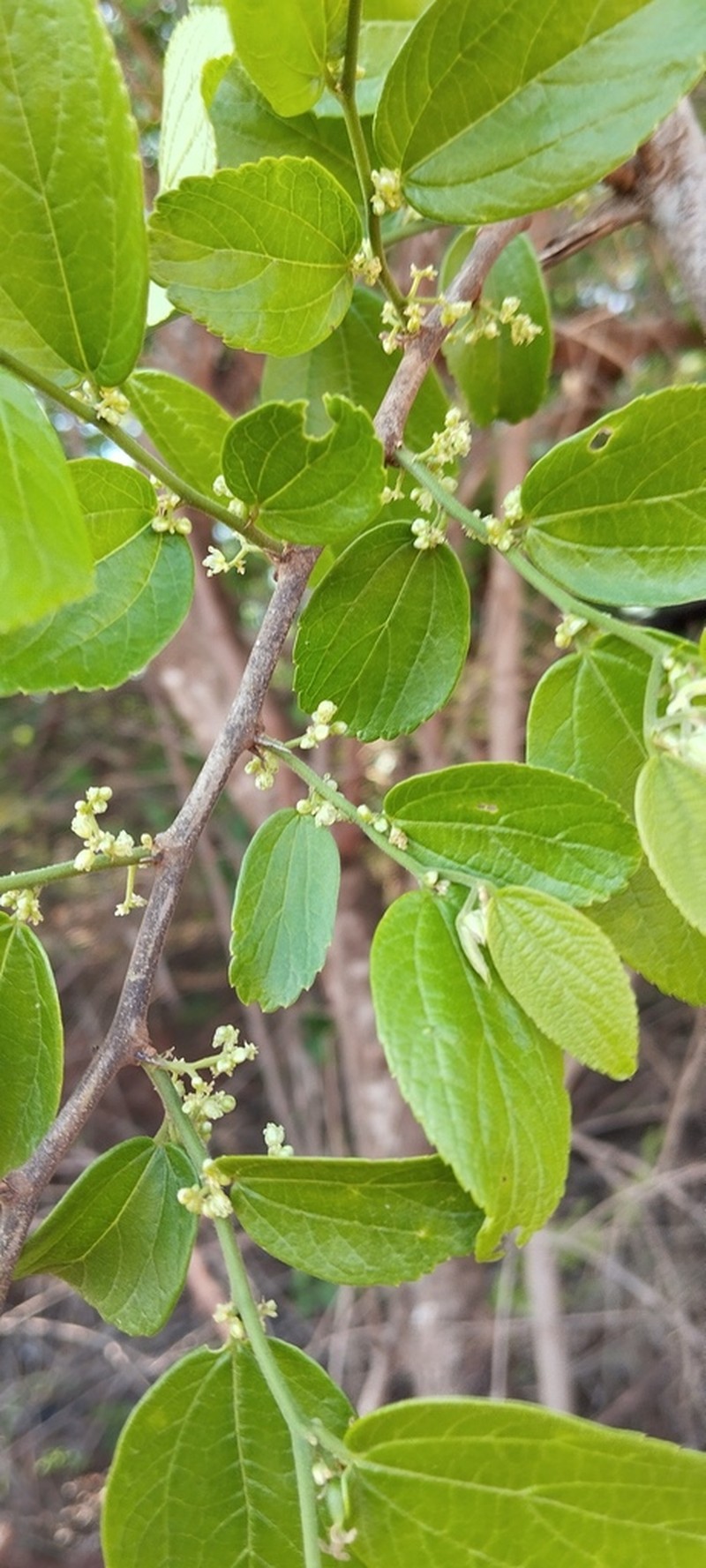 Celtis alnifolia photo 8