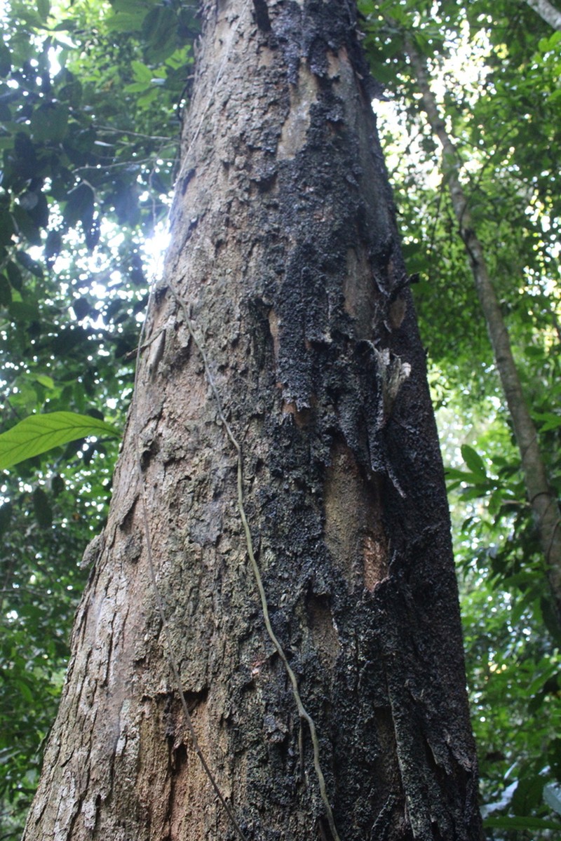 Celtis atlantica