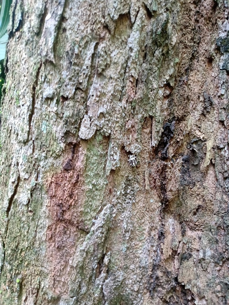 Celtis atlantica photo 2