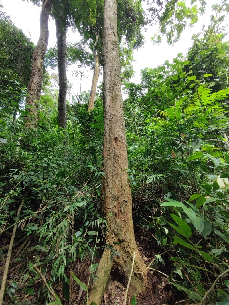 Celtis atlantica photo 4