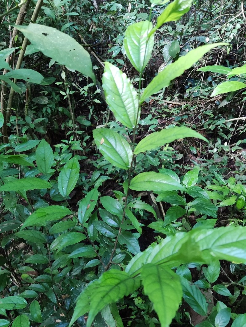 Celtis atlantica photo 5