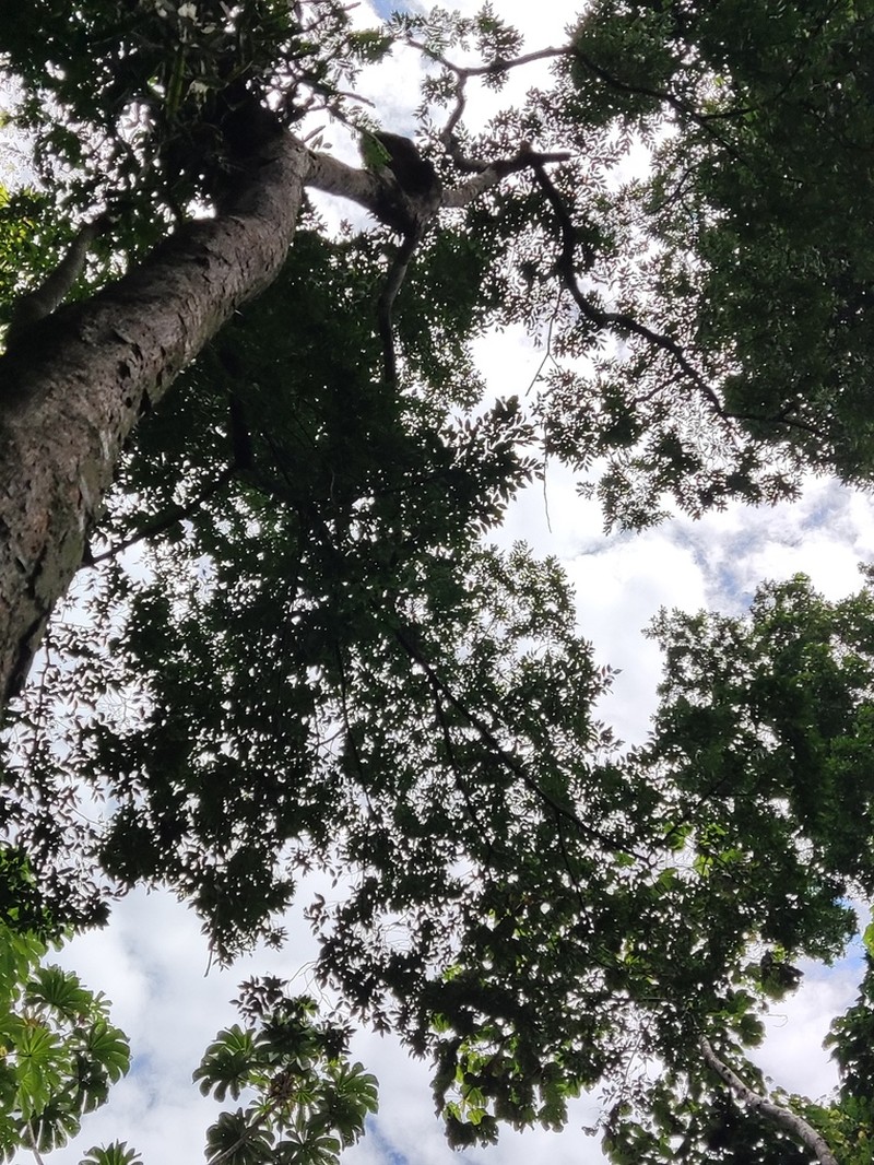 Celtis atlantica photo 6
