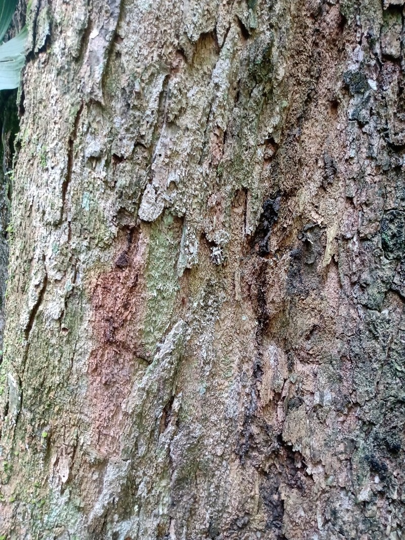 Celtis atlantica photo 7