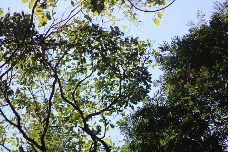 Celtis atlantica photo 8