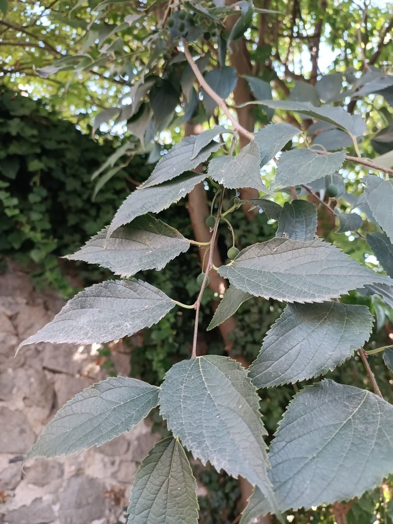 European Hackberry photo 5