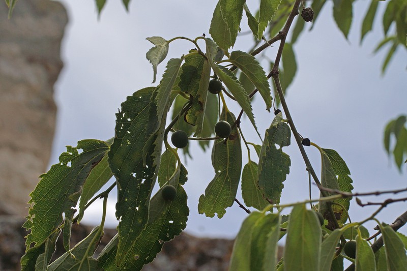 European Hackberry photo 6