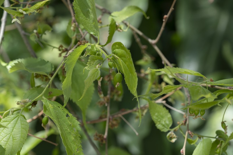 European Hackberry photo 7
