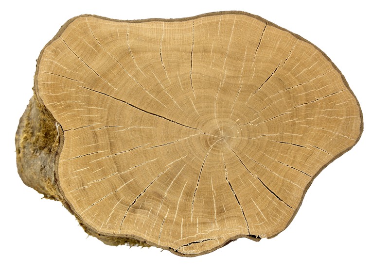 European Hackberry photo 3