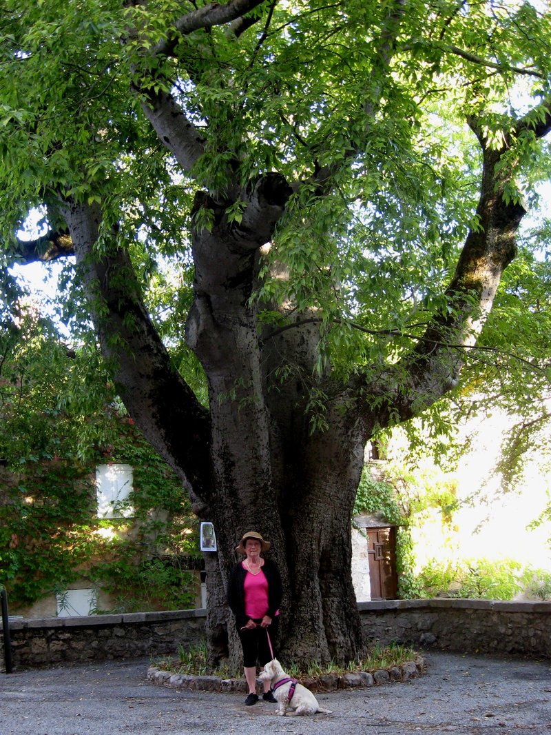 European Hackberry photo 4