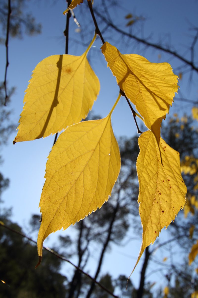 European Hackberry photo 5