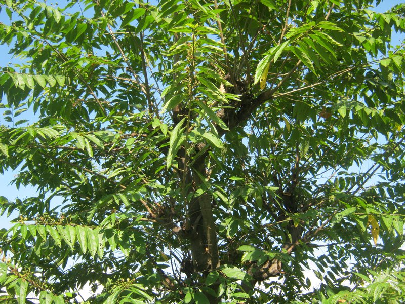 European Hackberry photo 6