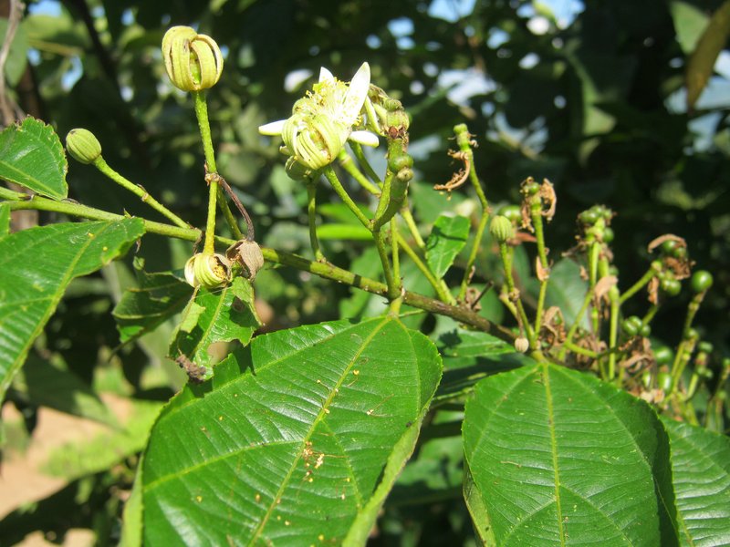 European Hackberry photo 7