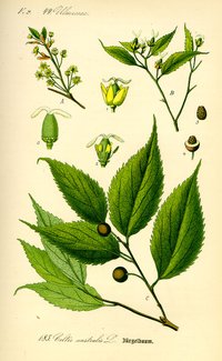 European Hackberry