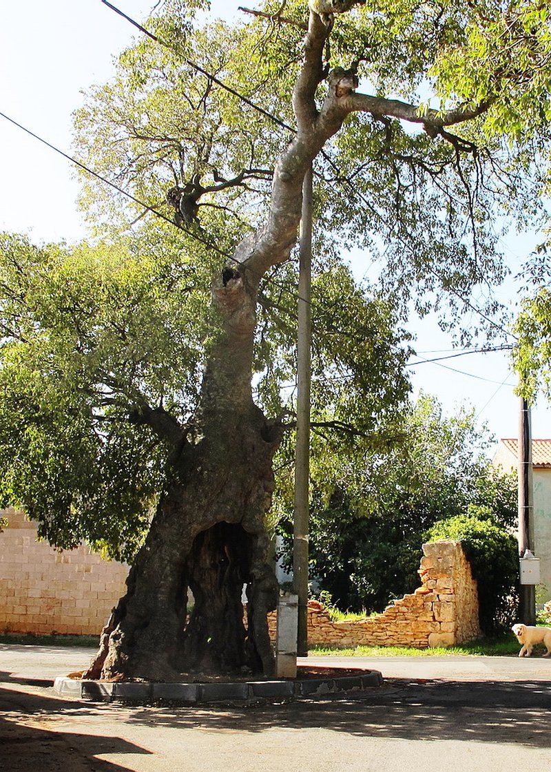 European Hackberry photo 8