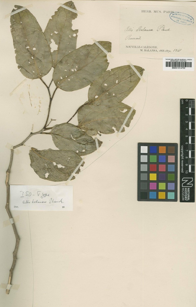 Celtis balansae