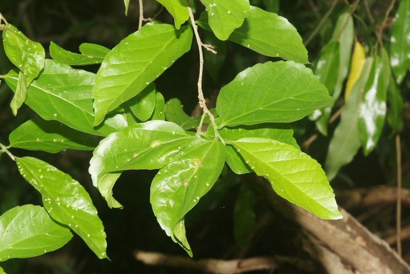 Celtis bifida