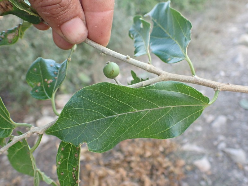Celtis bifida photo 2