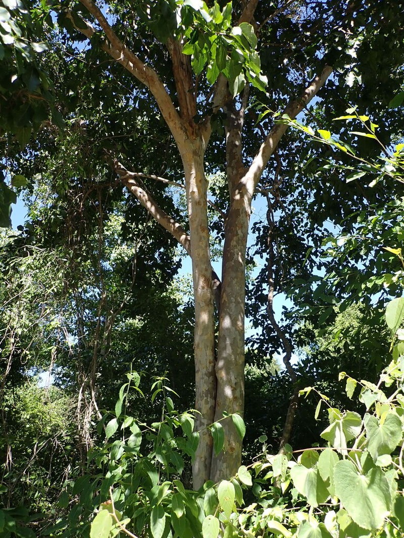 Celtis bifida photo 3