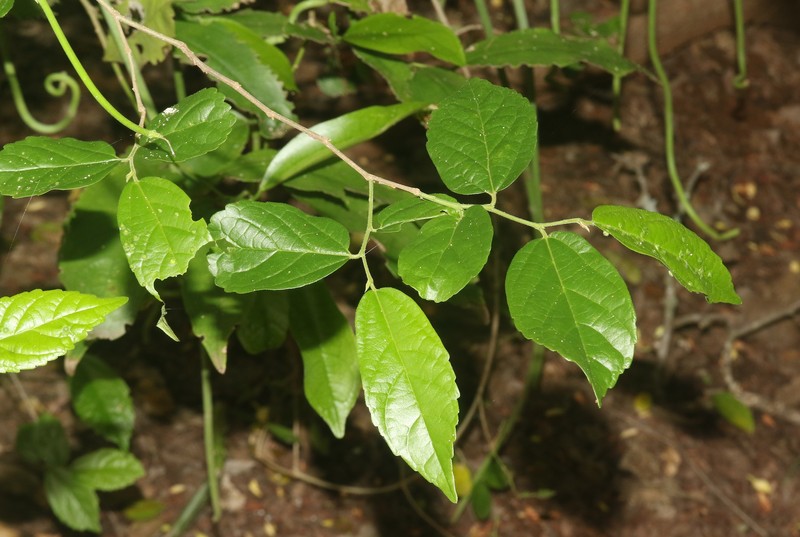 Celtis bifida photo 5