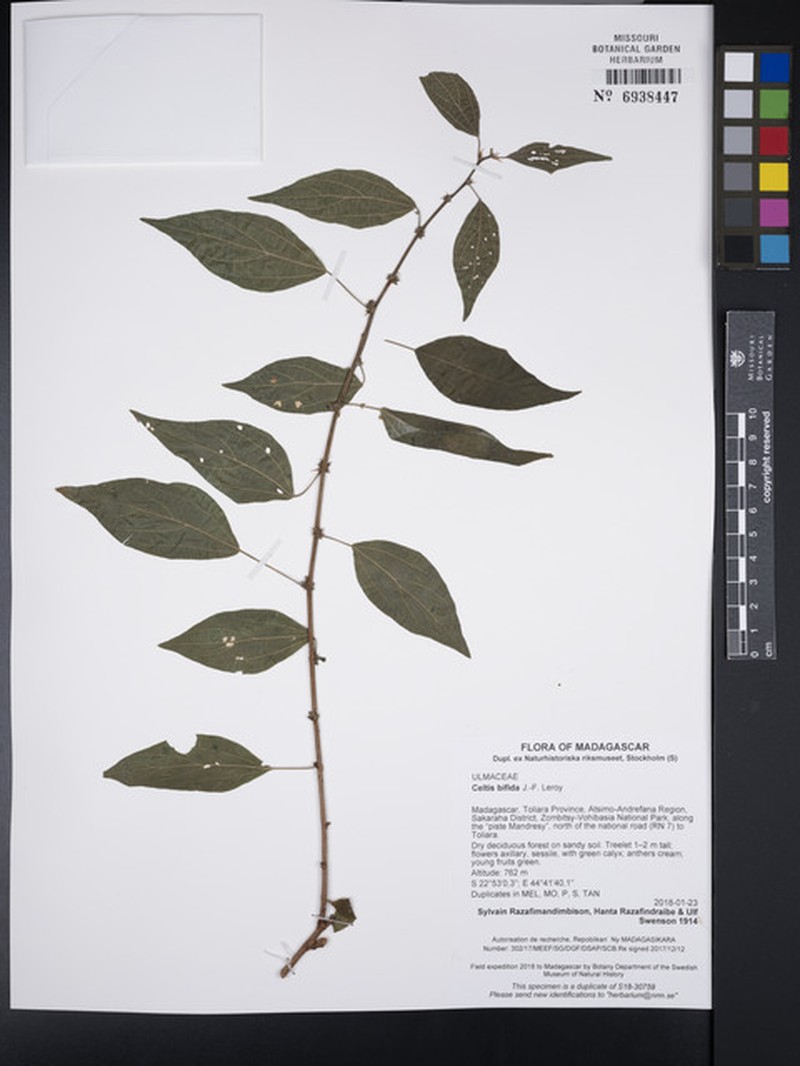 Celtis bifida photo 7