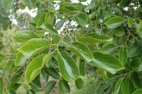 Celtis biondii