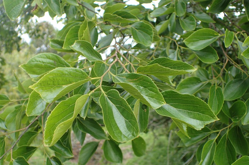 Celtis biondii