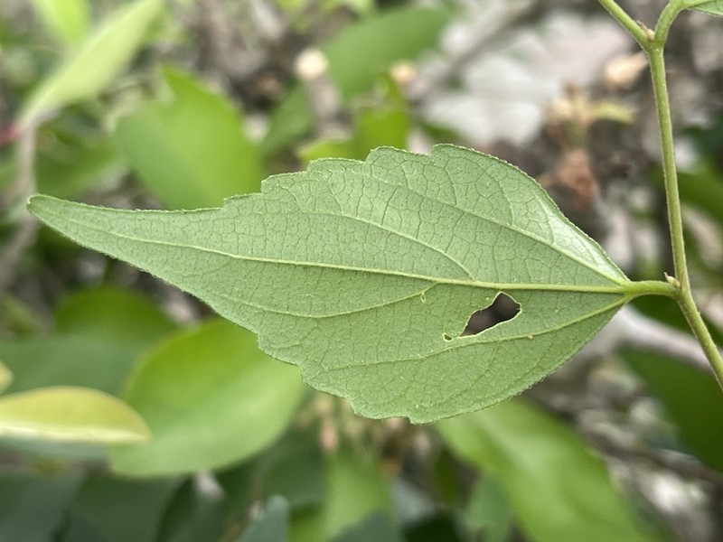 Celtis biondii photo 2