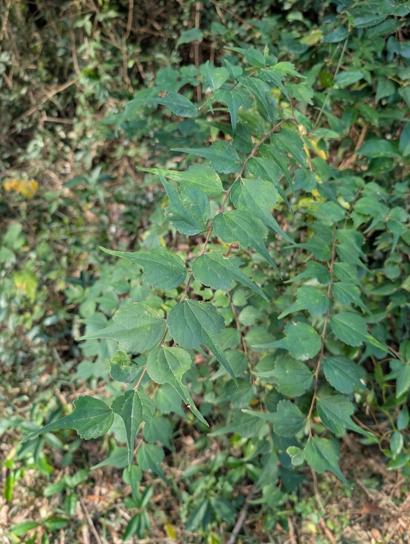 Celtis biondii photo 3