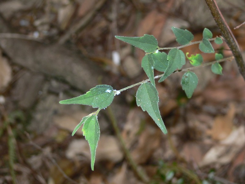 Celtis biondii photo 4