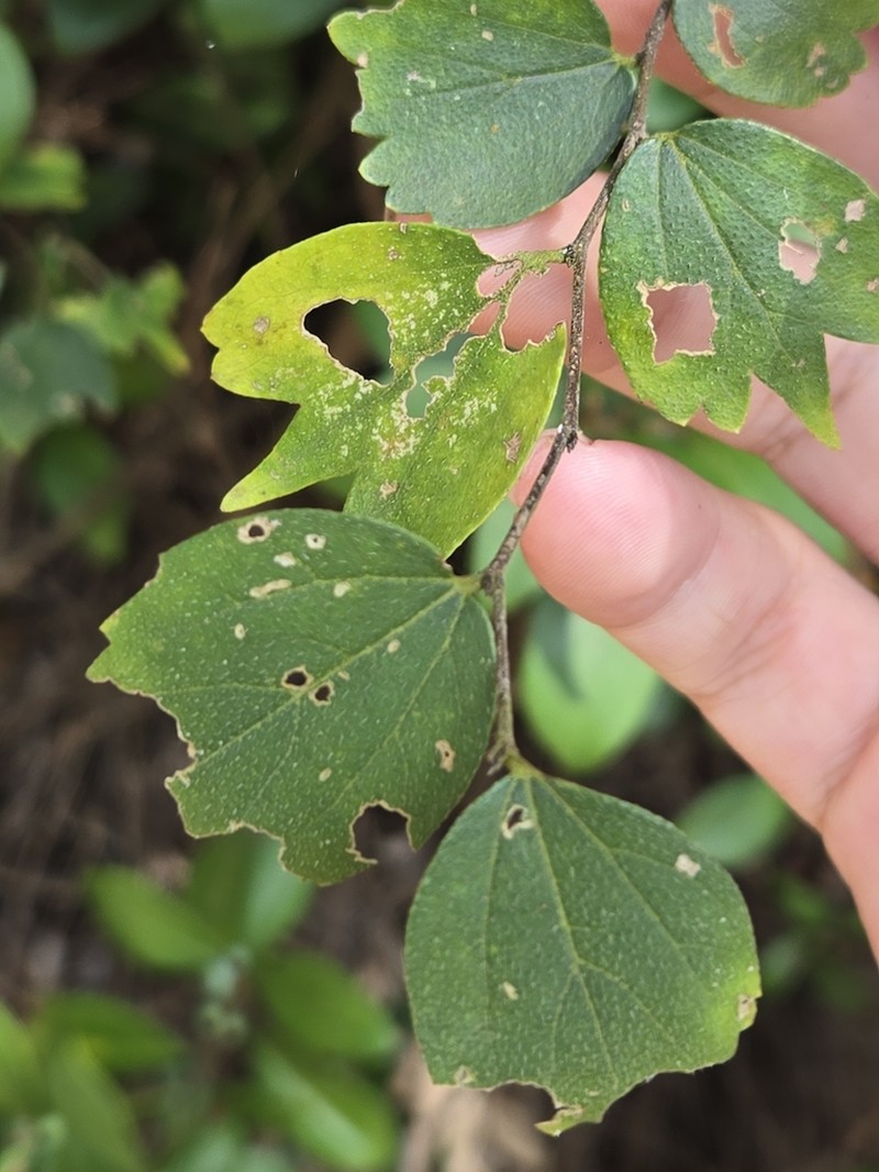 Celtis biondii photo 5