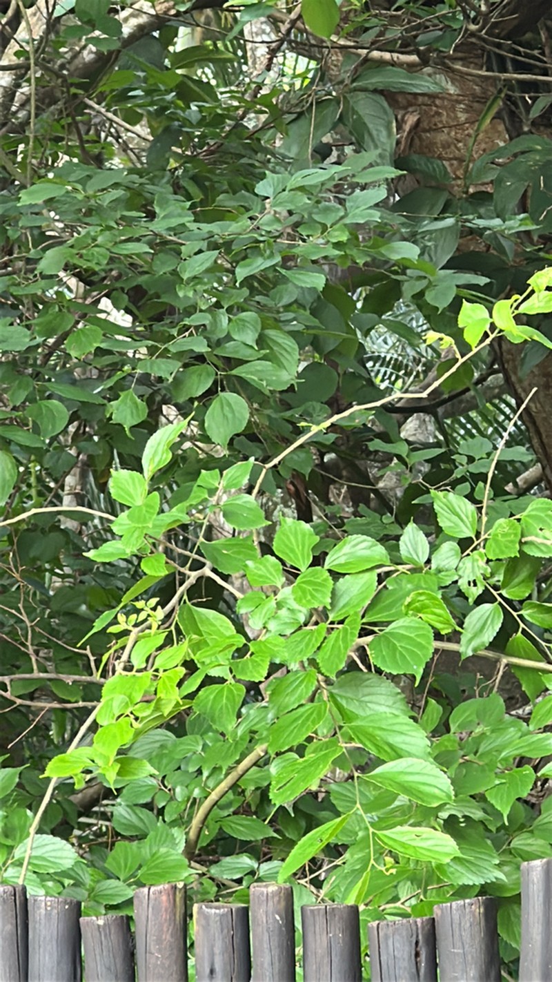 Celtis biondii photo 6