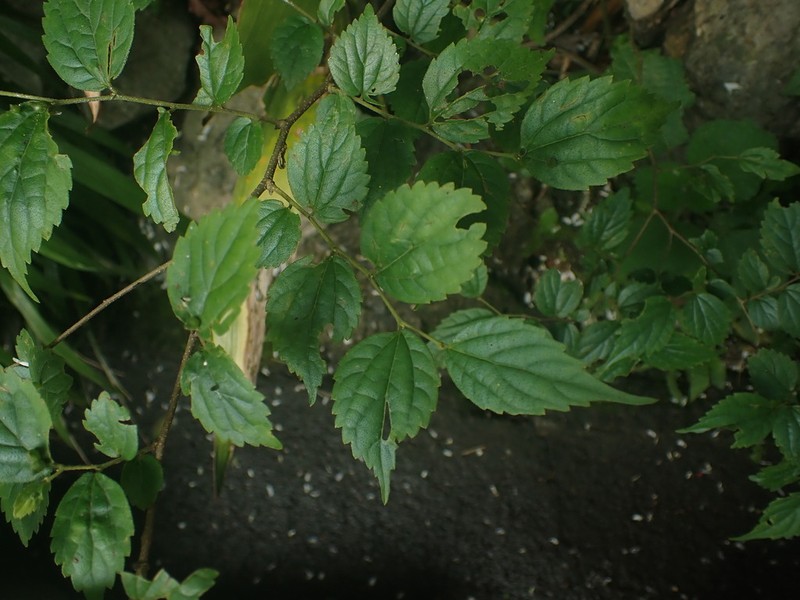 Celtis biondii photo 7