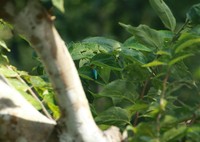 Celtis boninensis