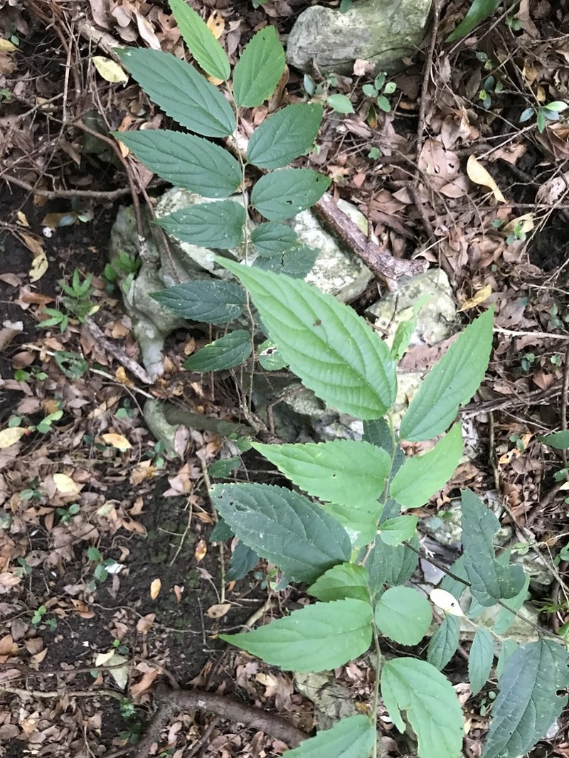 Celtis boninensis photo 2