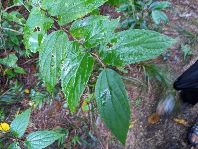 Celtis boninensis photo 4
