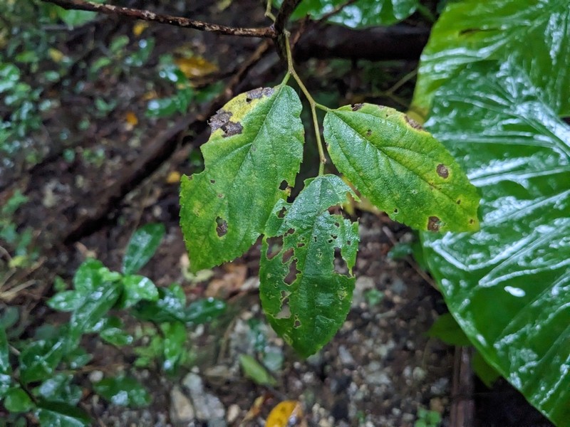 Celtis boninensis photo 5