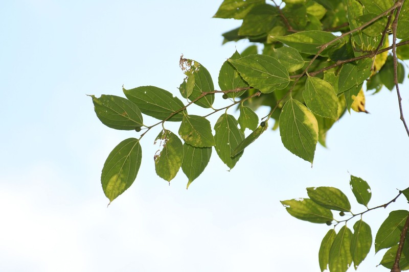 Celtis boninensis photo 6