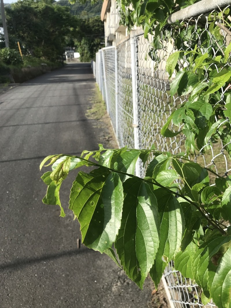 Celtis boninensis photo 7